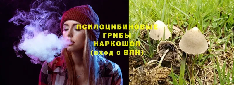 Галлюциногенные грибы Psilocybine cubensis  Нестеровская 